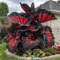 Red - Black