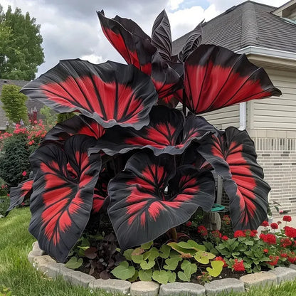 Rare Giant Caladium Seeds • Gardenizi