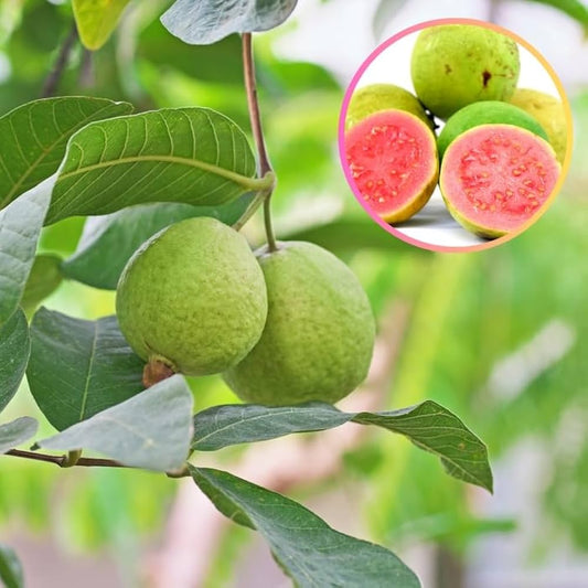 Pink Guava Seeds • Gardenizi
