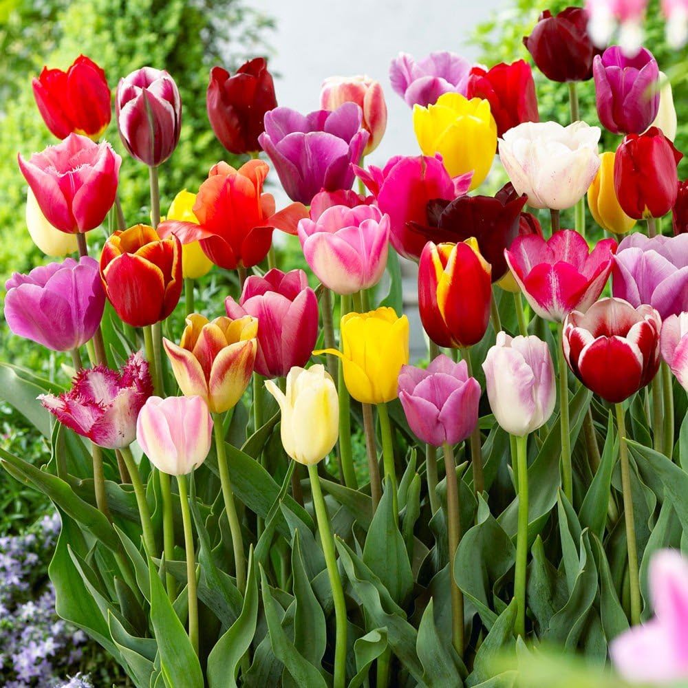 Bulbos de Tulipanes Holandeses Premium • Gardenizi