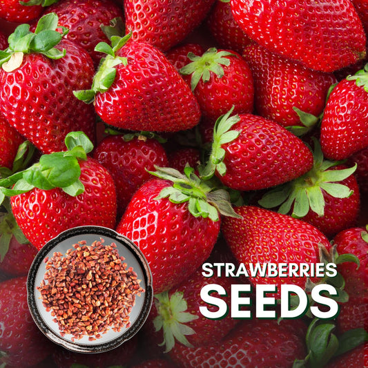 Royal Strawberry Seed  • Gardenizi