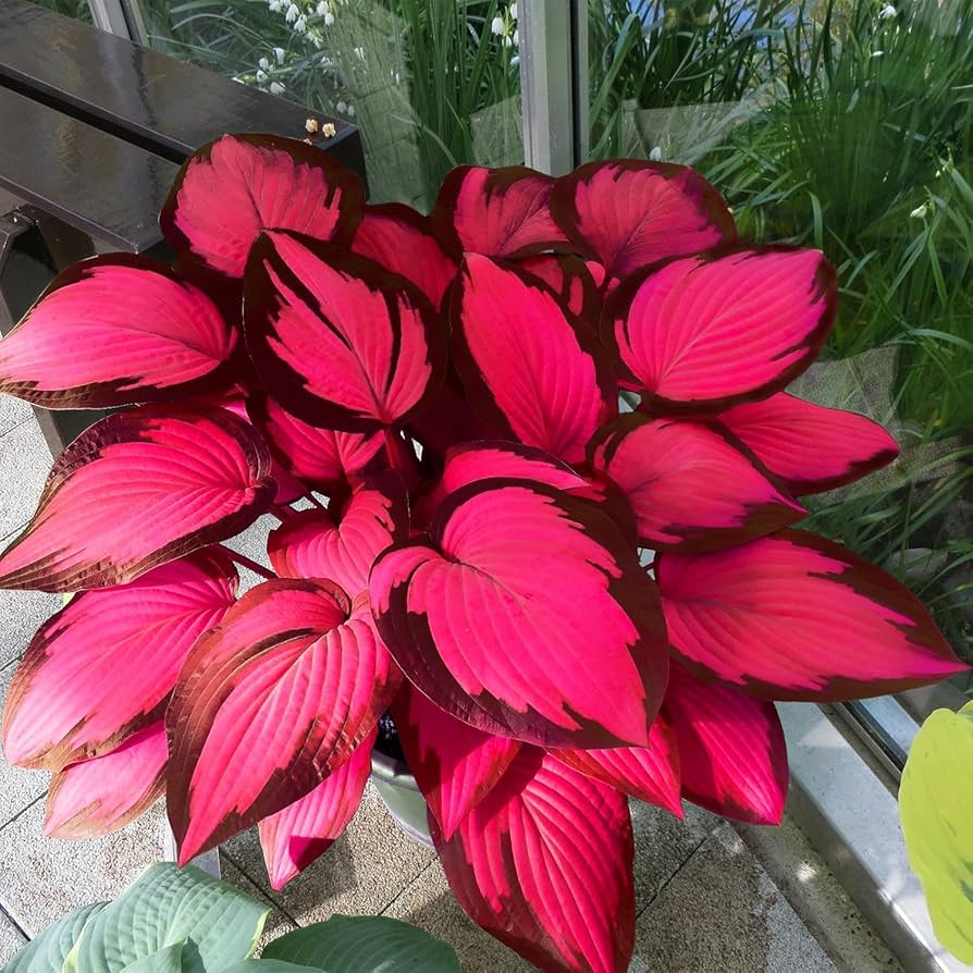 Rare Hosta Flower Seeds • Gardenizi