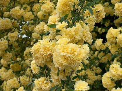 Semillas de Rosa Banksiae