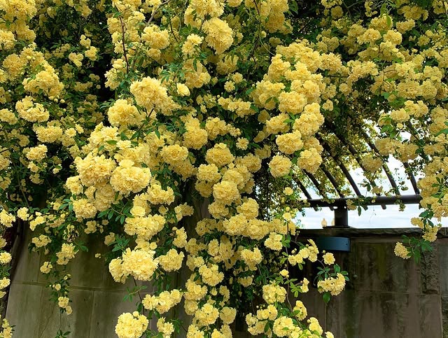 Semillas de Rosa Banksiae