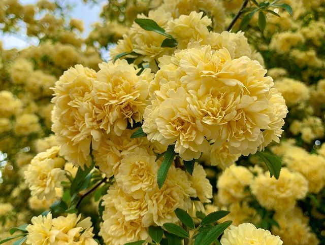 Semillas de Rosa Banksiae