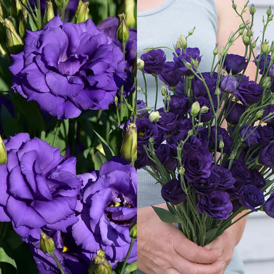 Semillas de Rosa Sin Espinas • Gardenizi (500 Semillas | Mezcla de Azul Niebla y Rosa)