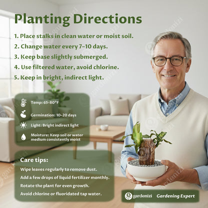 Planta en maceta de madera de Brasil afortunada • Gardenizi
