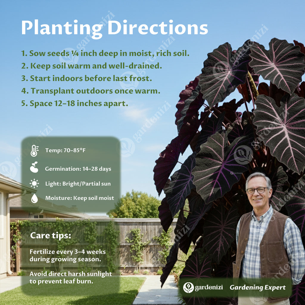 Rare Giant Caladium Seeds • Gardenizi