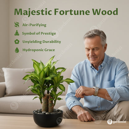 Planta en maceta de madera de Brasil afortunada • Gardenizi