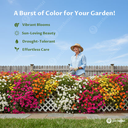 Semillas de Rosa Musgo (Mezcla)