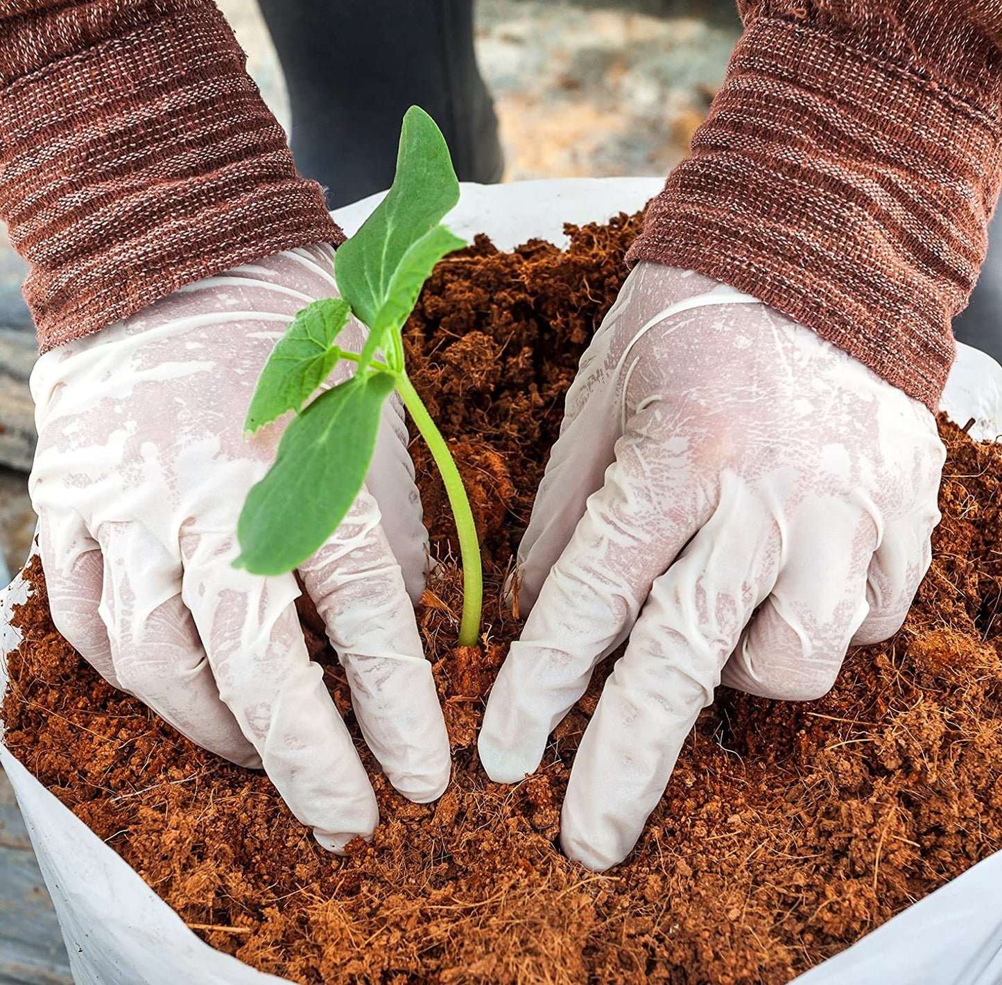 Organic Coconut Coir • Gardenizi