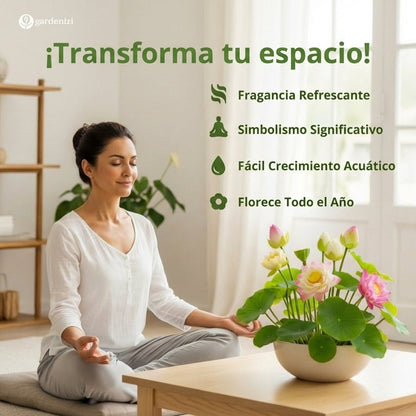 Semillas de Loto de Calidad Superior