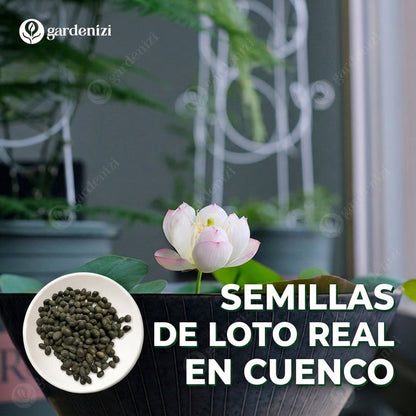 Semillas de Loto de Calidad Superior