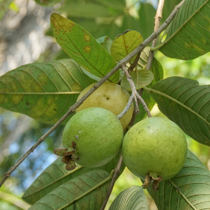Pink Guava Seeds • Gardenizi