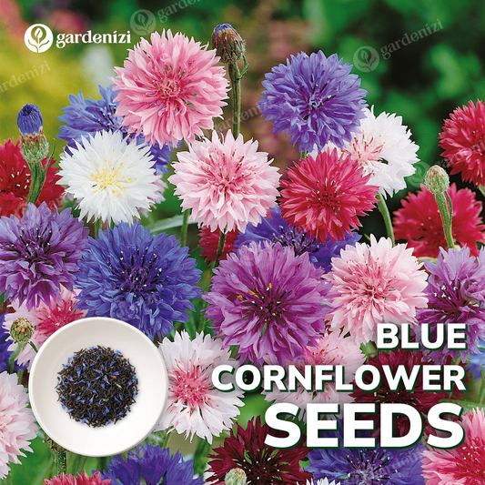 Aciano (Color Mezclado) - Semillas de Botón de Oro