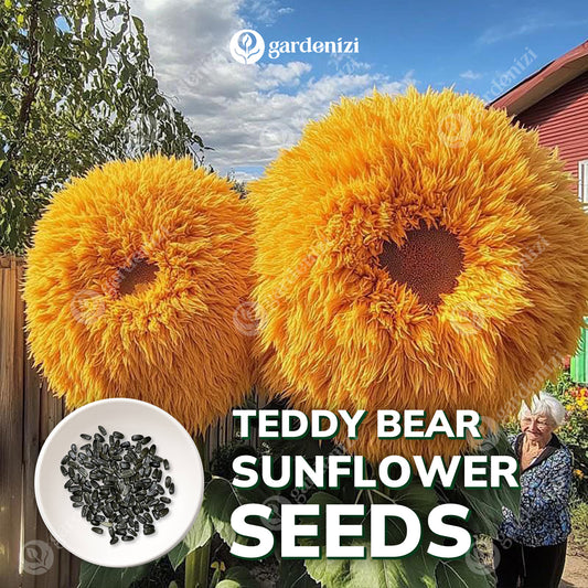 Semillas de girasol de oso de peluche