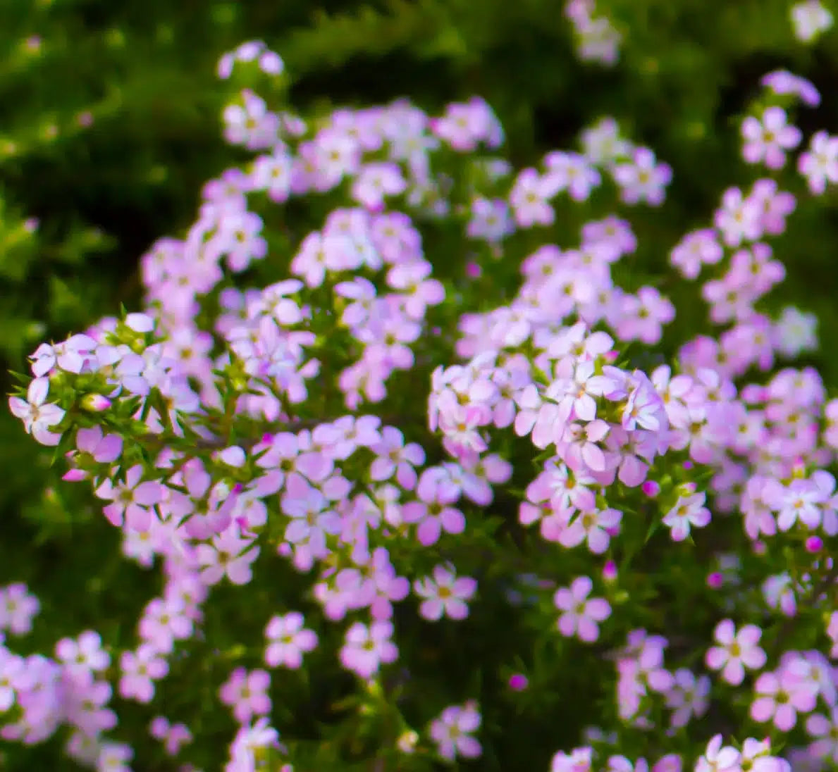 Semilla de Diosma 'Rosa'