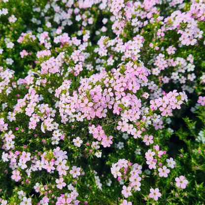 Semilla de Diosma 'Rosa'