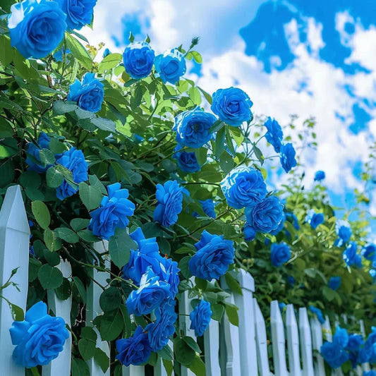 Blue Enchantress Rose Seeds
