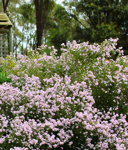 Semilla de Diosma 'Rosa'