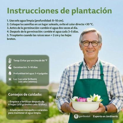 Semillas de Loto de Calidad Superior