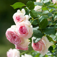 RosaBlanco