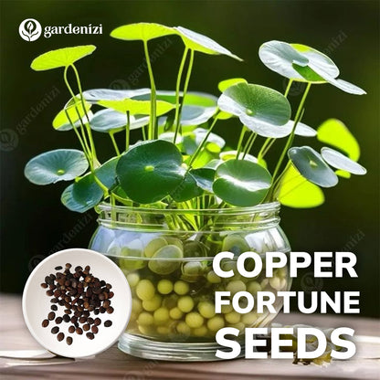 Semillas de Fortuna de Cobre • Gardenizi
