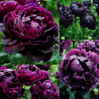 Black Beauty Peony Flower Seeds