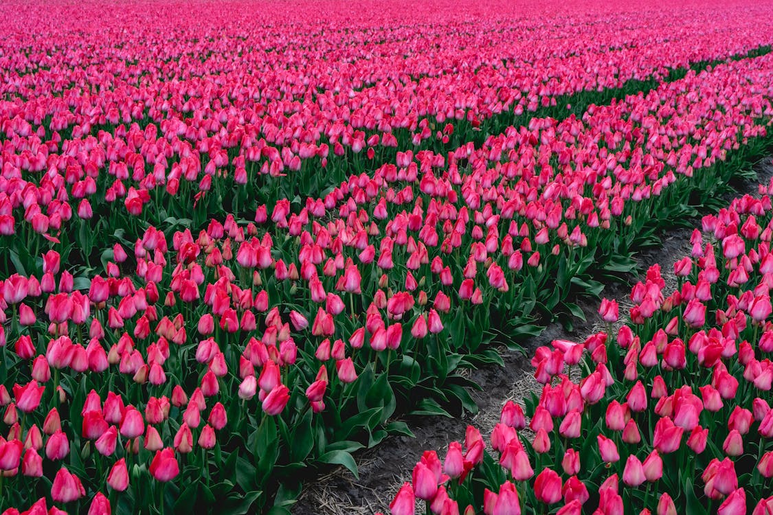 Bulbos de Tulipanes Holandeses Premium • Gardenizi