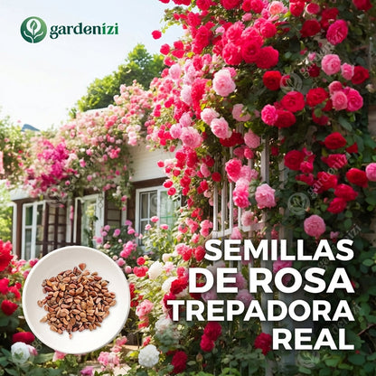 Semillas de Rosa Trepadora Real