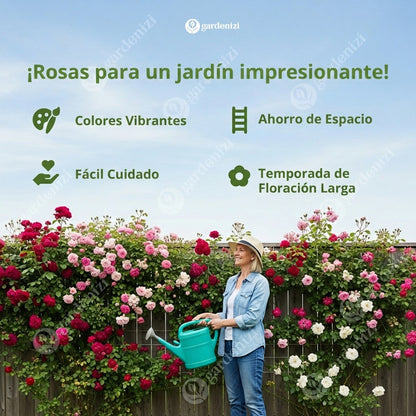 Semillas de Rosa Trepadora Real