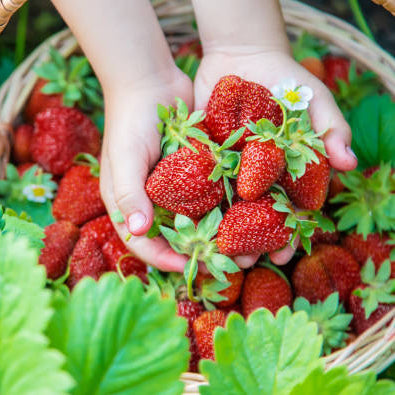 Semilla de Fresa Real  • Gardenizi