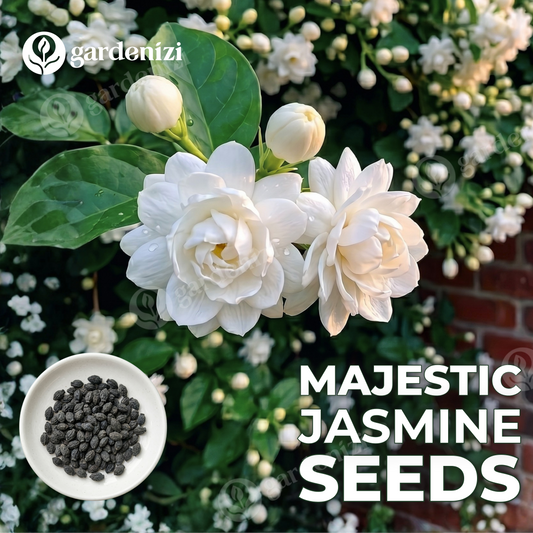 Semillas de Jazmín Majestuoso • Gardenizi