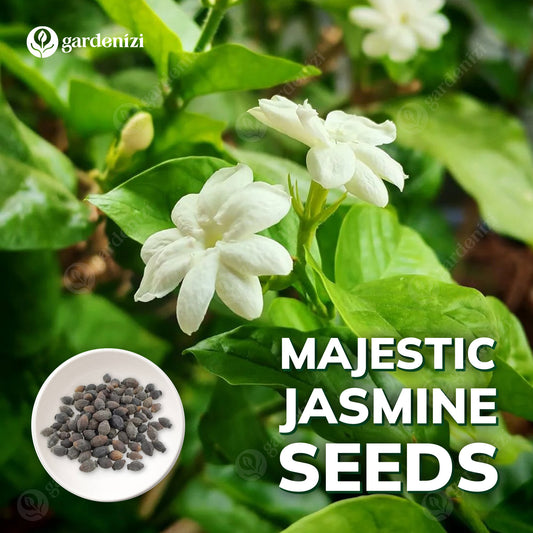 Semillas de Jazmín Majestuoso