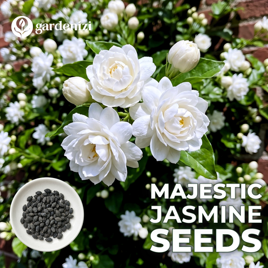 Semillas de Jazmín Majestuoso • Gardenizi