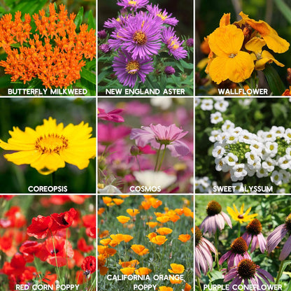 Semillas de Flores Silvestres Mixtas