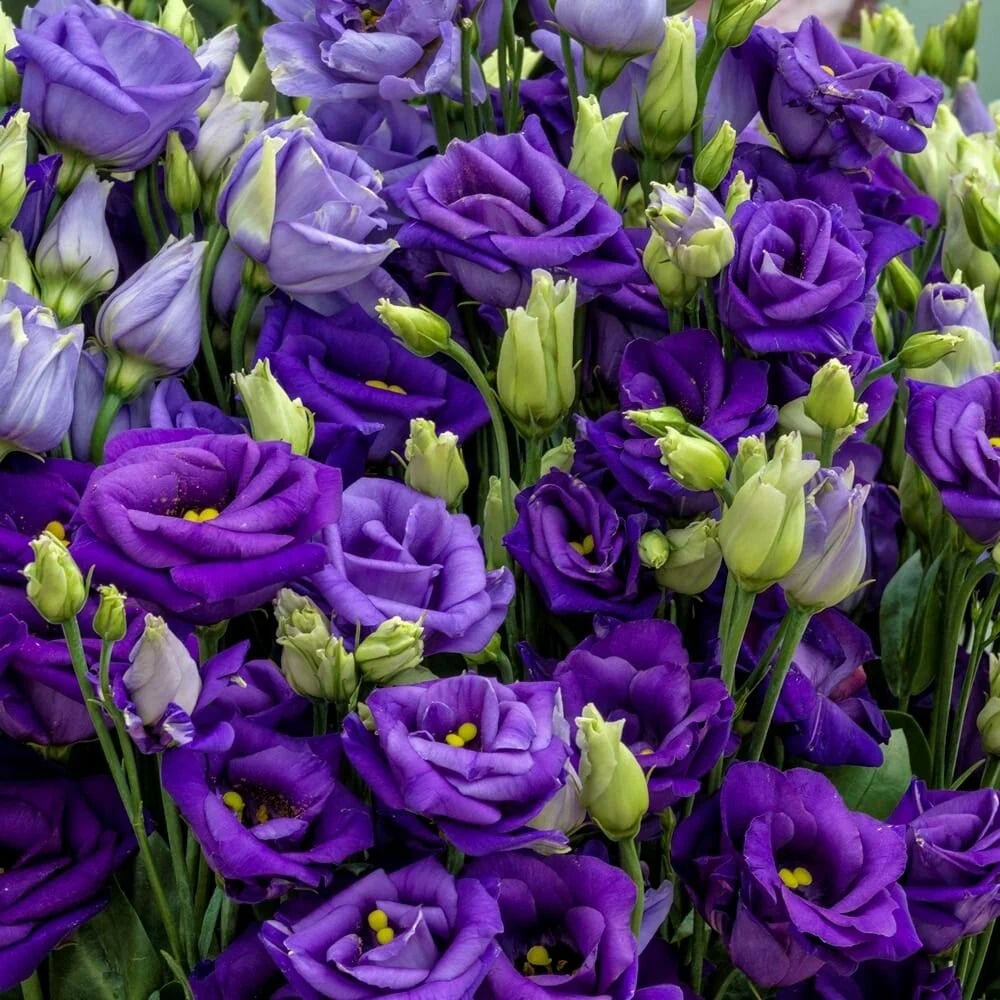 Semillas de Rosa Sin Espinas • Gardenizi (500 Semillas | Mezcla de Azul Niebla y Rosa)