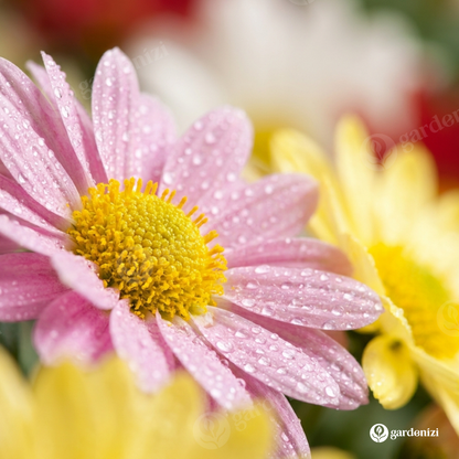 Insecticida: Semillas de piretro de color mezclado
