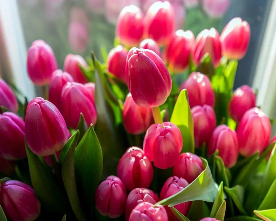 Bulbos de Tulipanes Holandeses Premium • Gardenizi