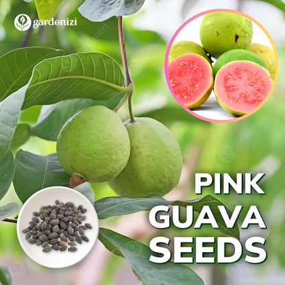 Pink Guava Seeds • Gardenizi