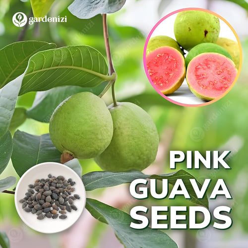 Pink Guava Seeds • Gardenizi