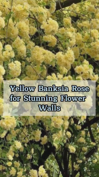 Semillas de Rosa Banksiae