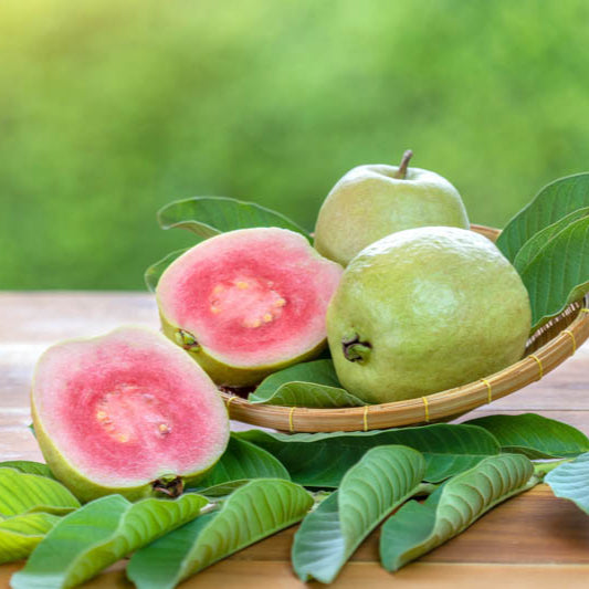Pink Guava Seeds • Gardenizi