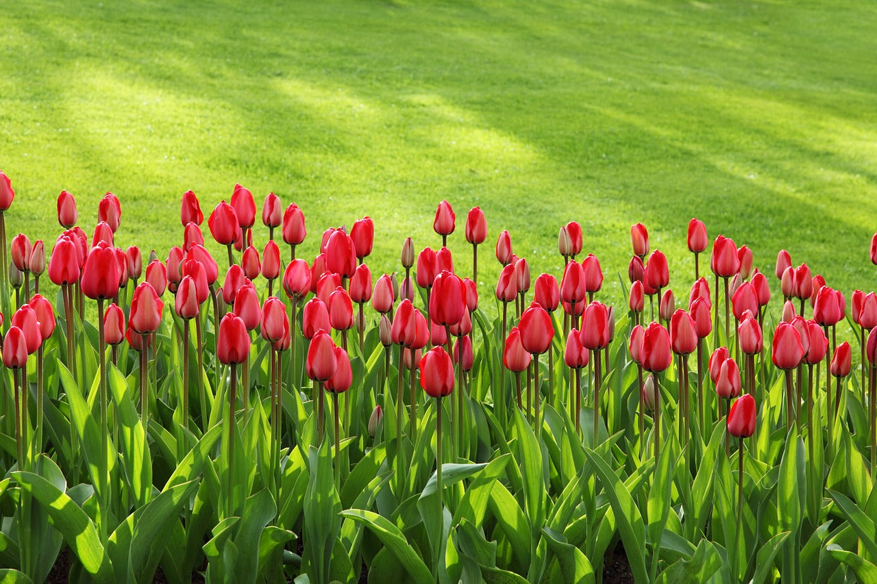 Bulbos de Tulipanes Holandeses Premium • Gardenizi