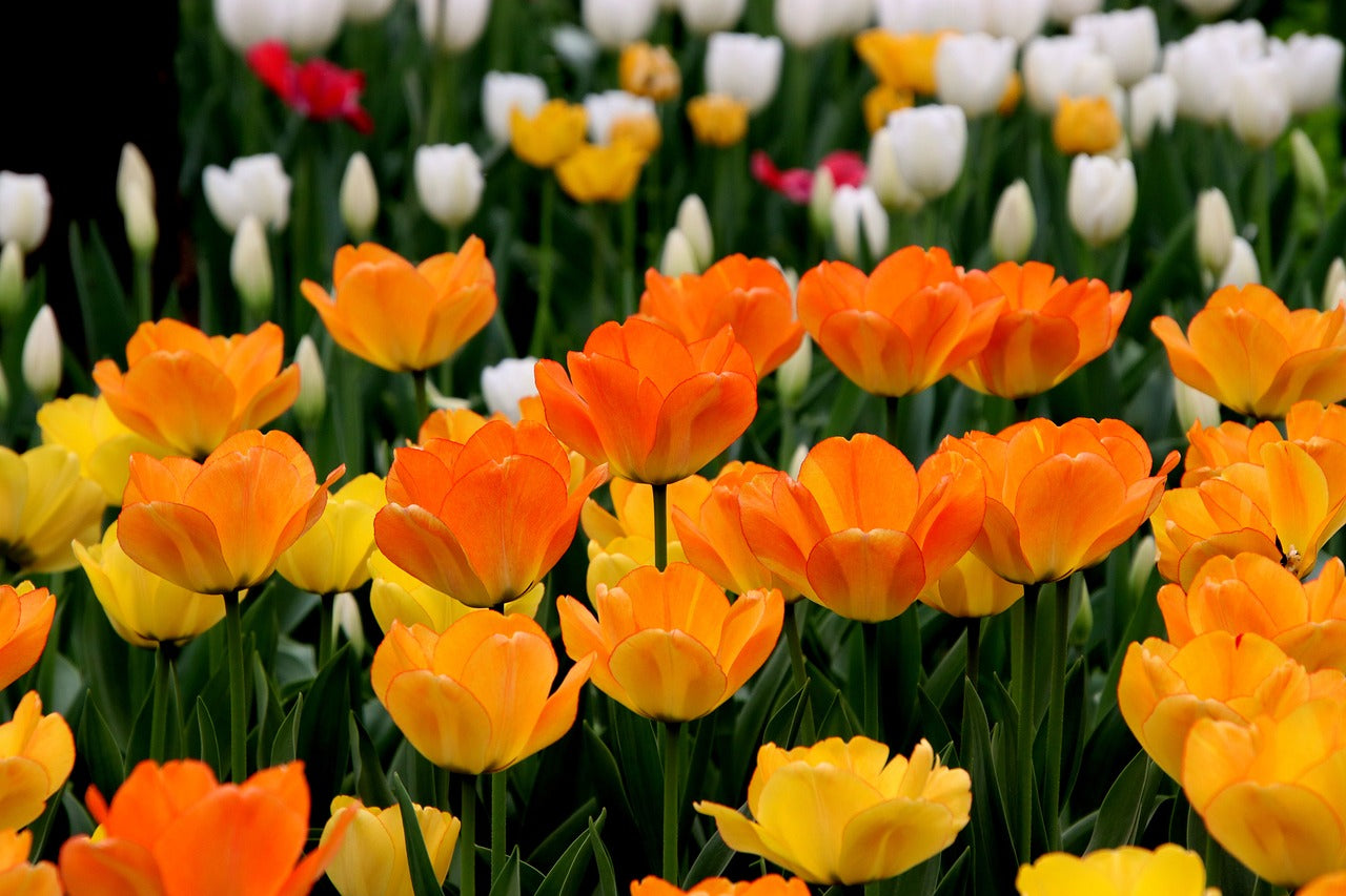 Bulbos de Tulipanes Holandeses Premium • Gardenizi