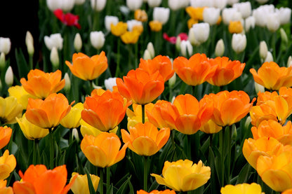 Bulbos de Tulipanes Holandeses Premium • Gardenizi