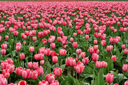 Bulbos de Tulipanes Holandeses Premium • Gardenizi